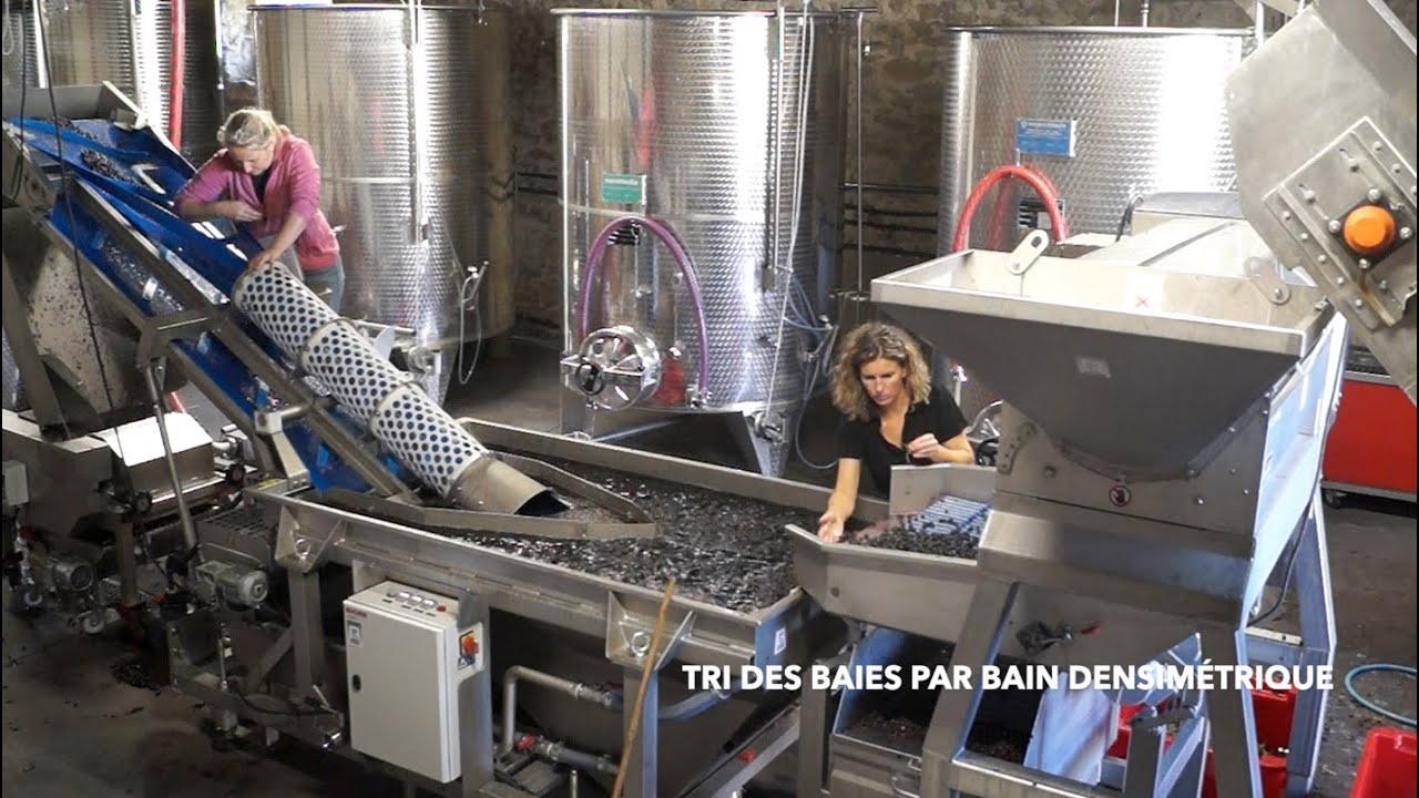 Vendanges 2019