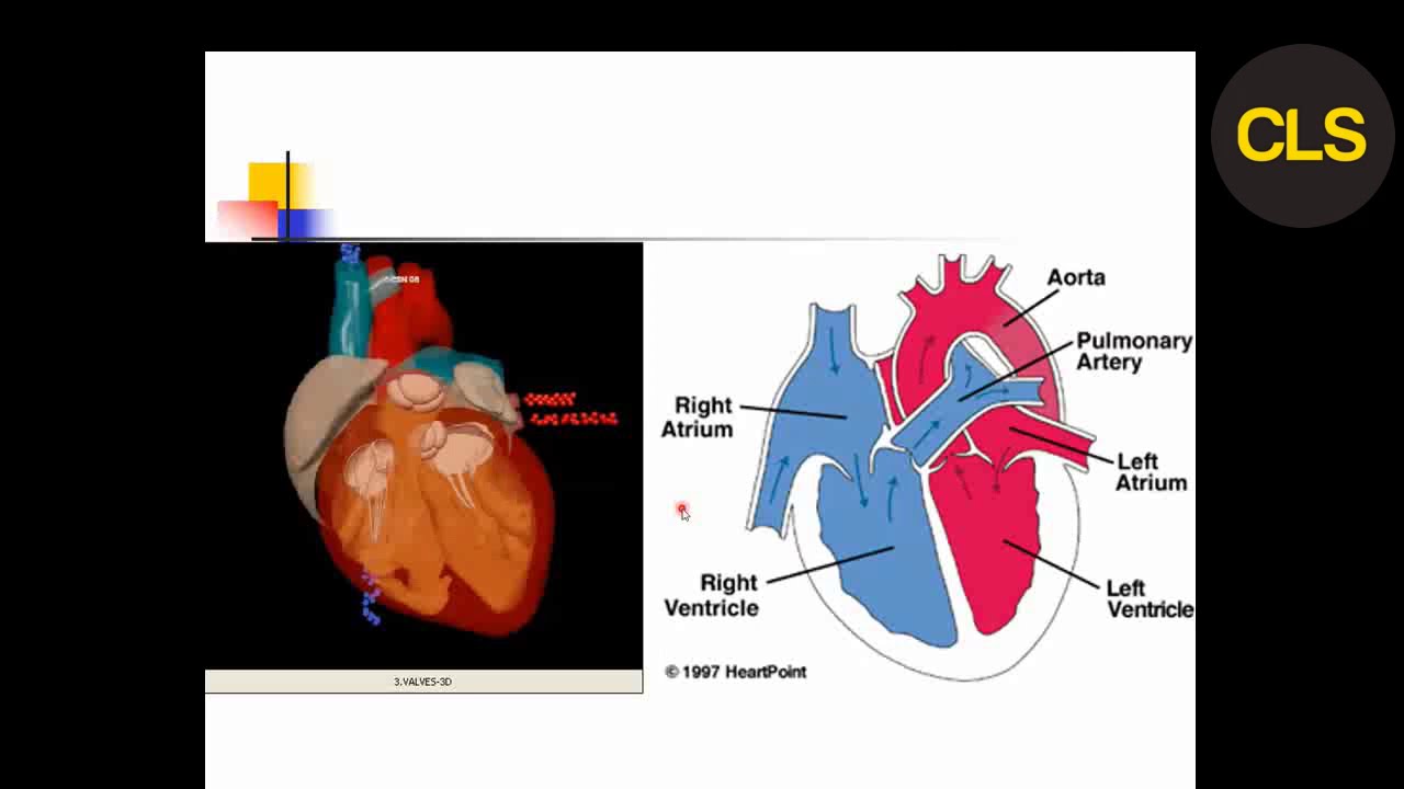 DẤU HIỆU CƠ BẢN BỆNH LÝ TIM - RỐI LOẠN PHÂN BỐ TUẦN HOÀN PHỔI TRÊN PHIM X QUANG