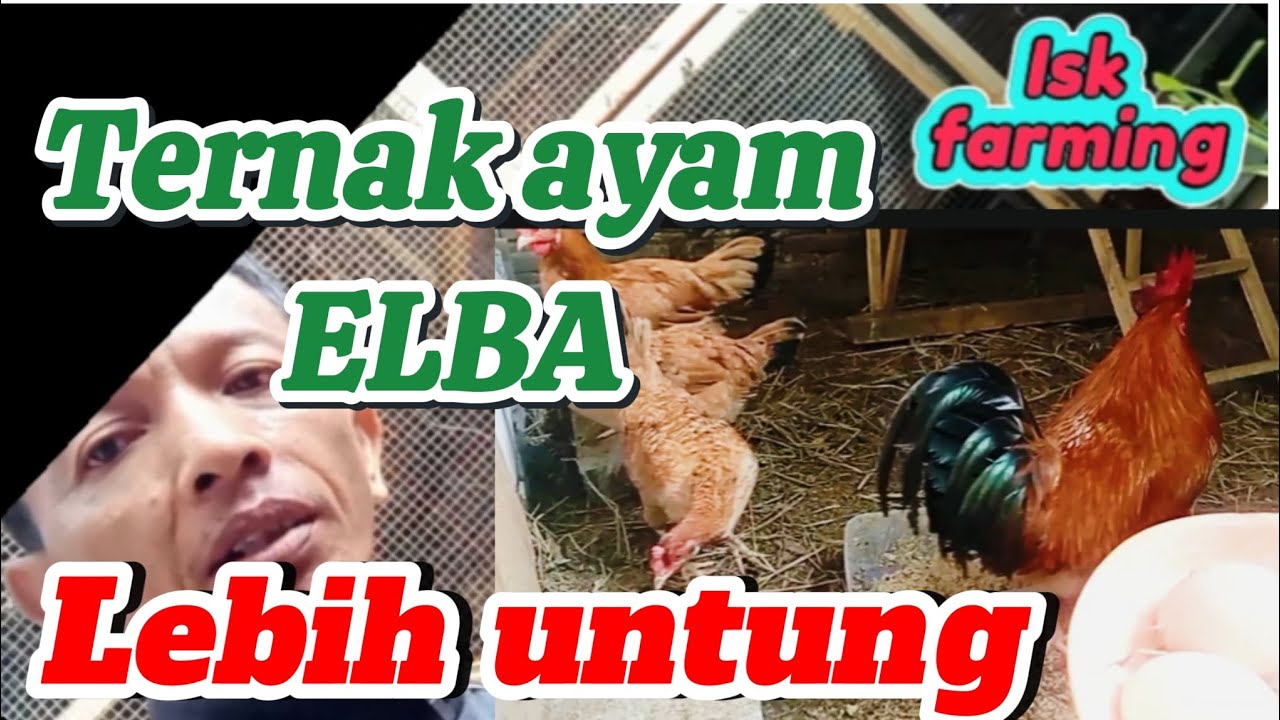 Lebih untung beternak ayam elba kampung petelur super #ayam elba #ayam #petelur #ayam kampung 