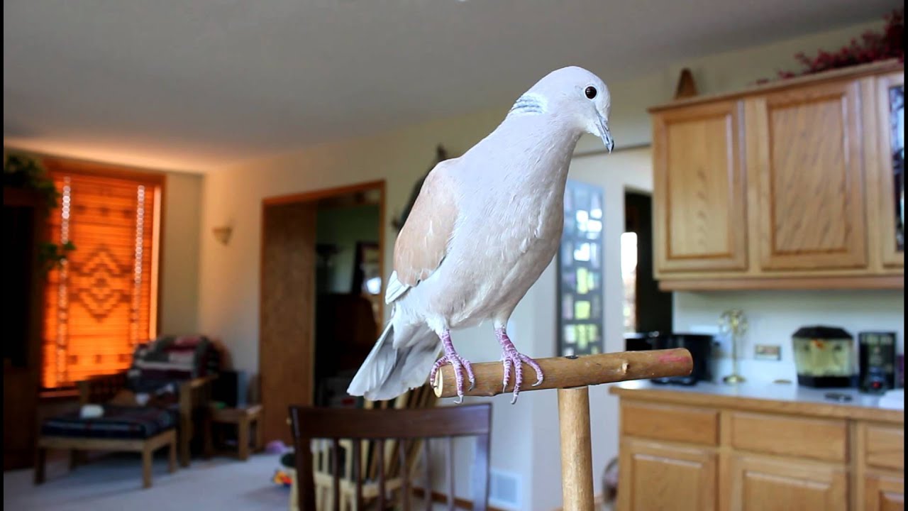 Cooing Dove