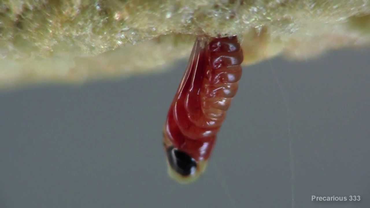 Orchid Mantis hatch
