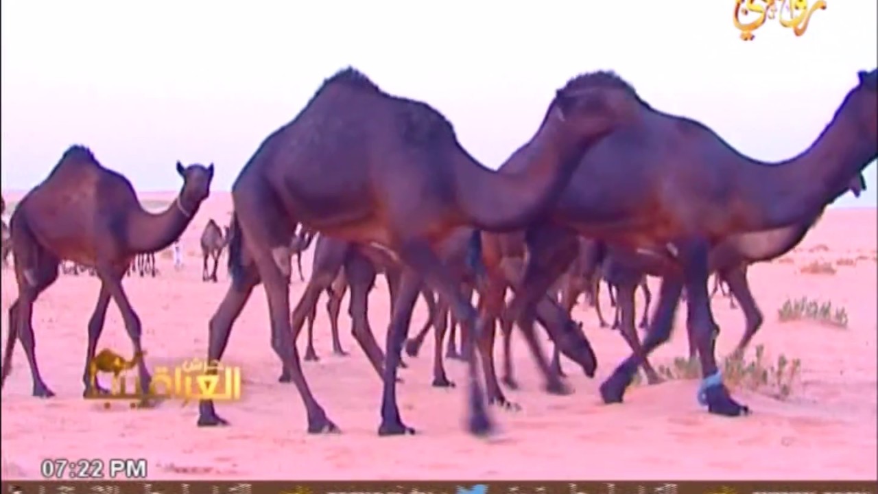 مهلي الحشاش - عديت راس النبا يازعول