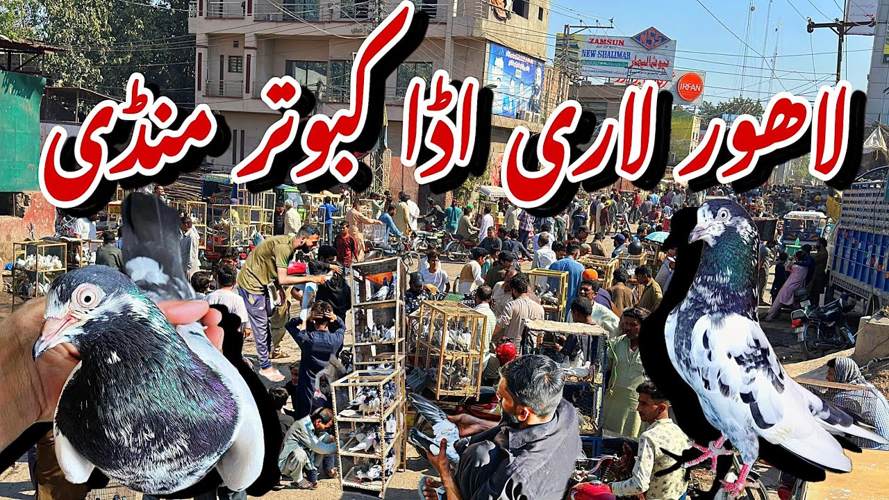 لاہور لاری اڈا کبوتر منڈی - Lahore Lari Adda Kabootar Mandi Latest Update