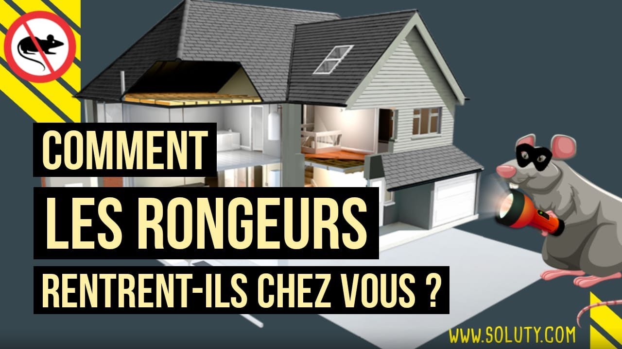 Comment les rongeurs rentrent-ils dans vos maisons ? Comment les rats s'infilitrent chez vous ?