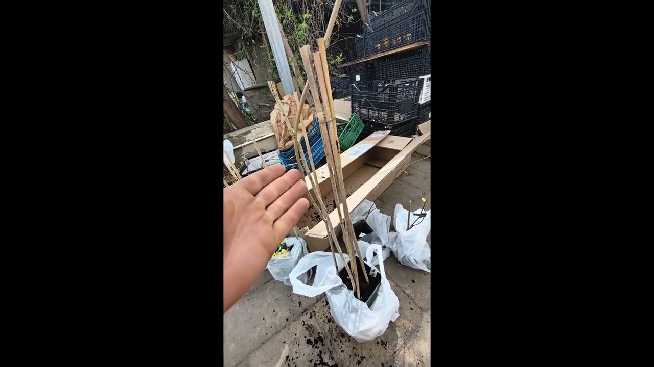 41st Plant Nursery update - More arrivals