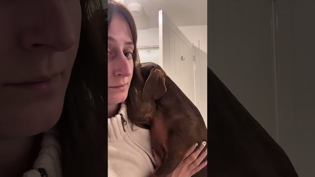 why are sausage dogs so nervous? 