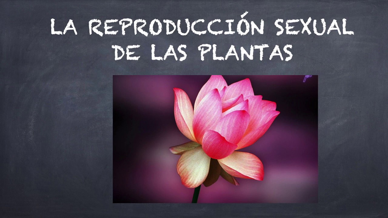 La reproducción sexual de las plantas