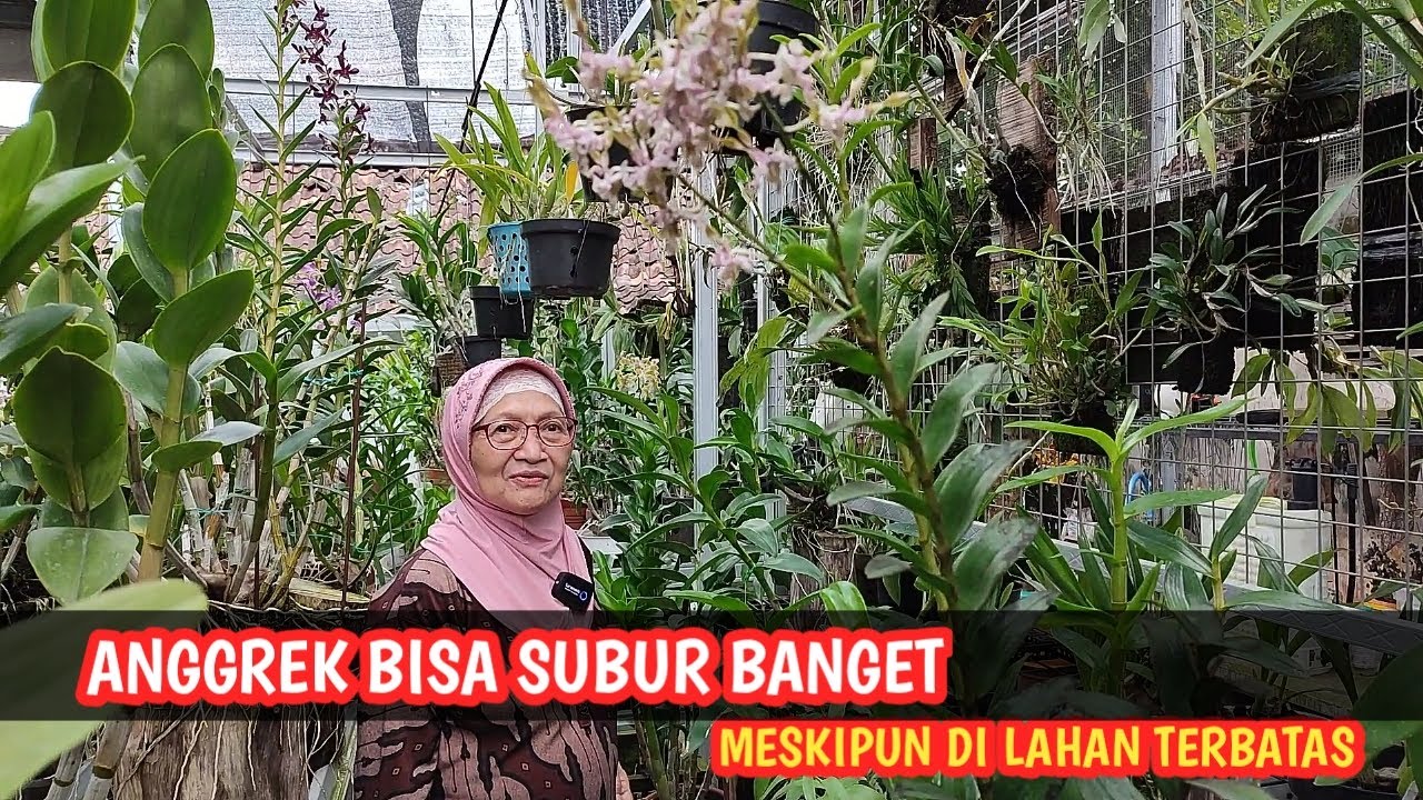 LAHAN TERBATAS, ANGGREK TETEP SUBUR BANGET