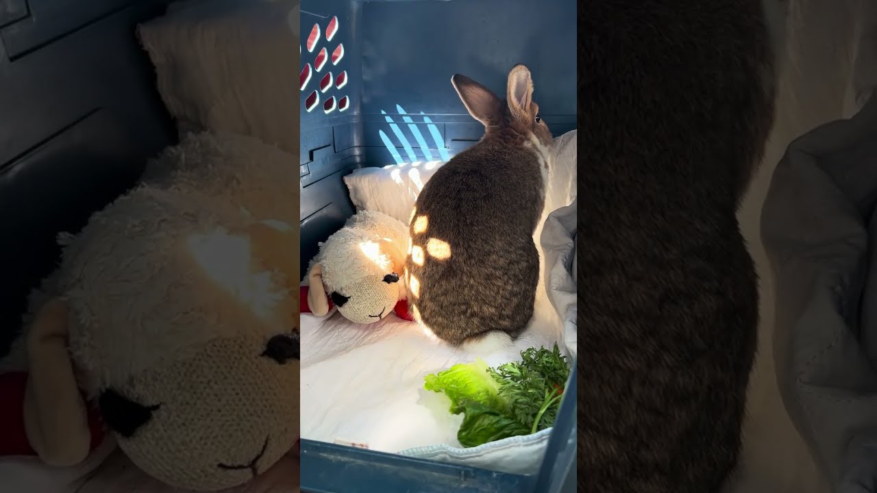 #Charlie the dumped rabbit rescue story. Watch till the end.💜 SUBSCRIBE for more of my rescue pets🌸
