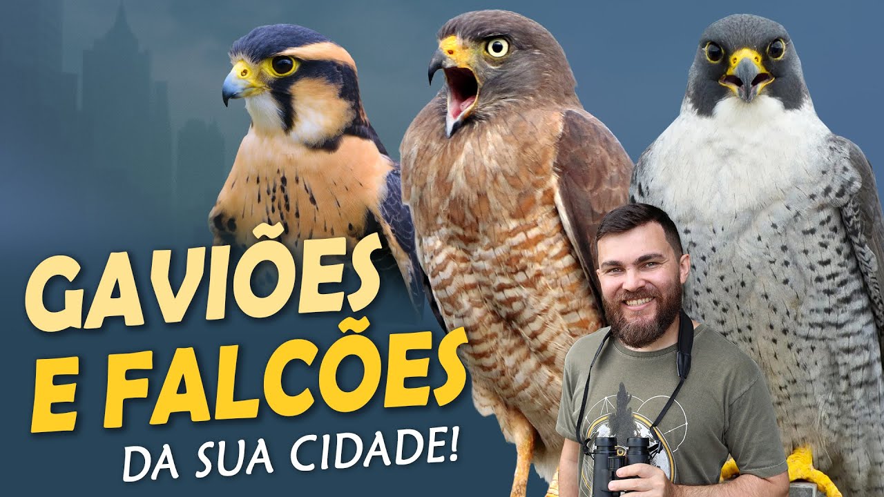 GAVI&Otilde;ES e FALC&Otilde;ES vivem na sua cidade.. e voc&ecirc; nem percebe!