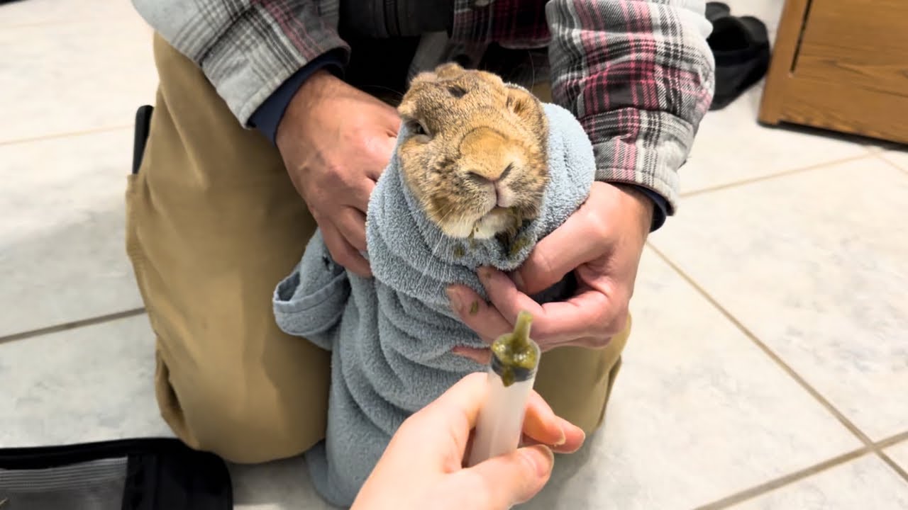 We Thought We Were Going to Lose Her!😨🐰 Rabbit Emergency