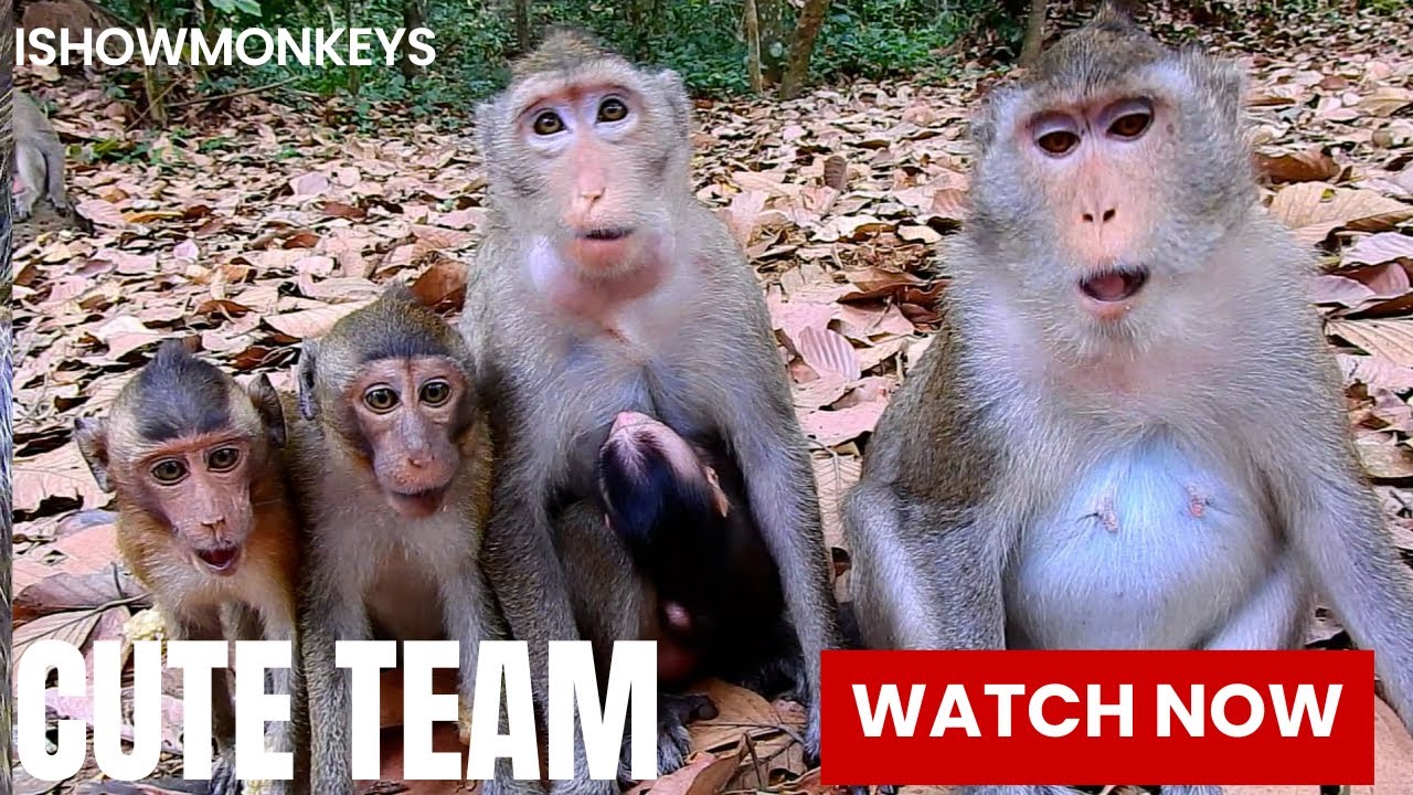 Not Bad! Monkey Anna Look Very Scared While Rene And Reza Sitting Near Her | 