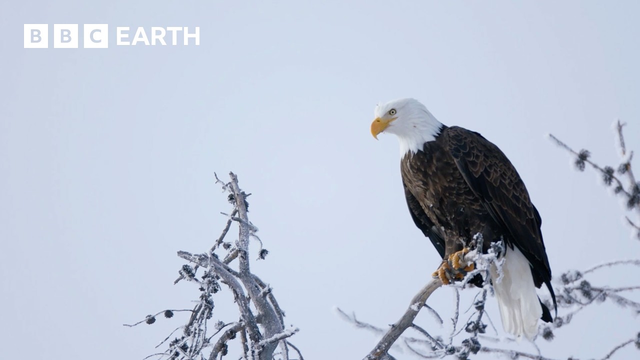 | BBC Earth