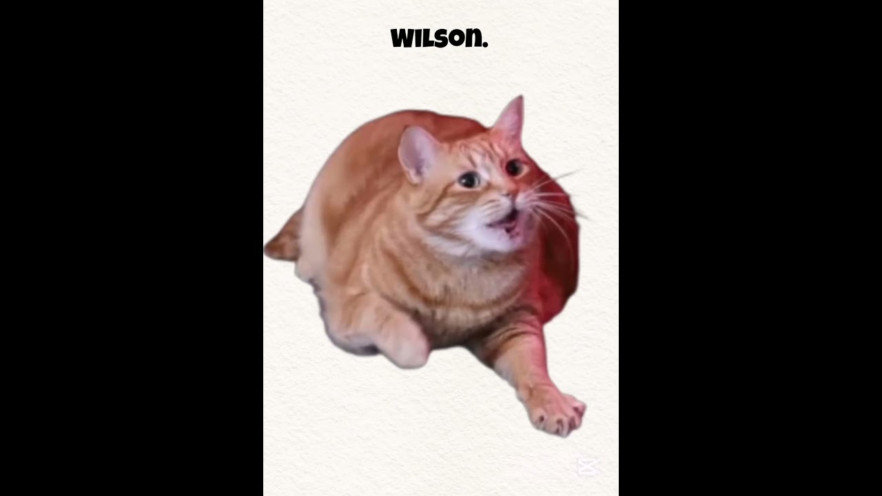 Wilson, el gato de rubius, bleh.                     #rubius #funny #cat #memes