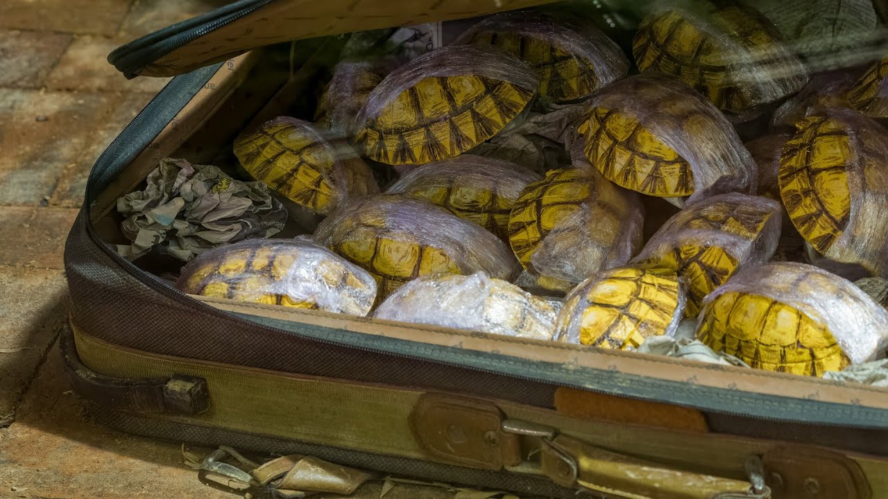 ‘Shocking’: Two Chinese nationals accused of smuggling toxic fungus into US