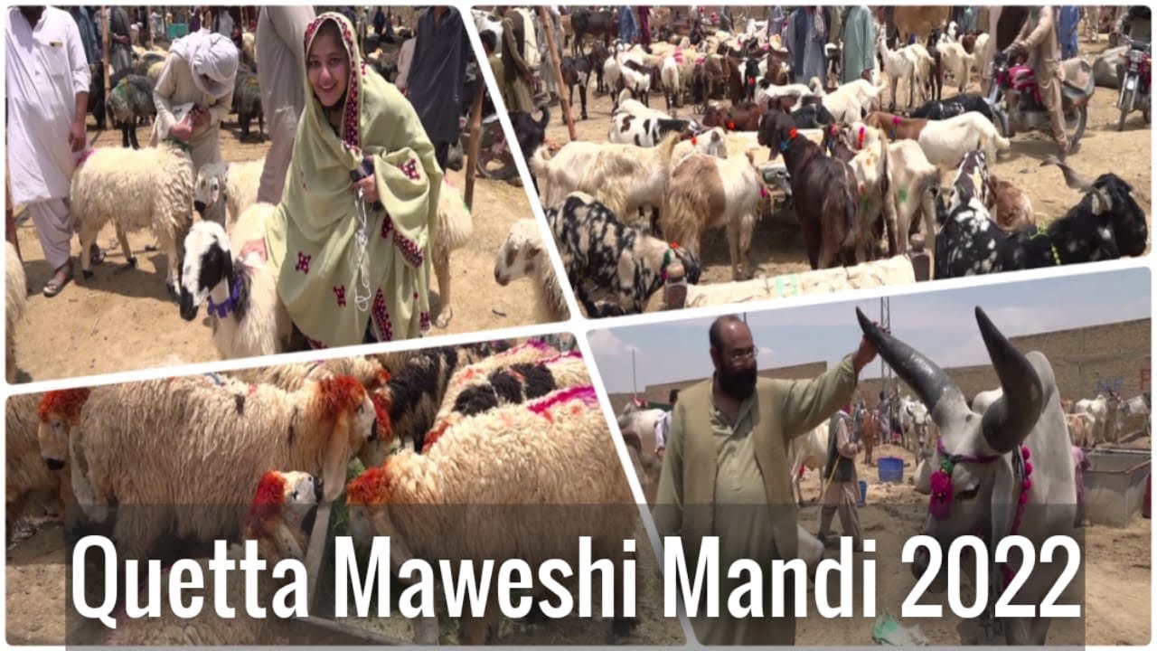 Quetta Maweshi Mandi |Almo Chowk Mandi| |Latest rates| |Cow Mandi 2022|