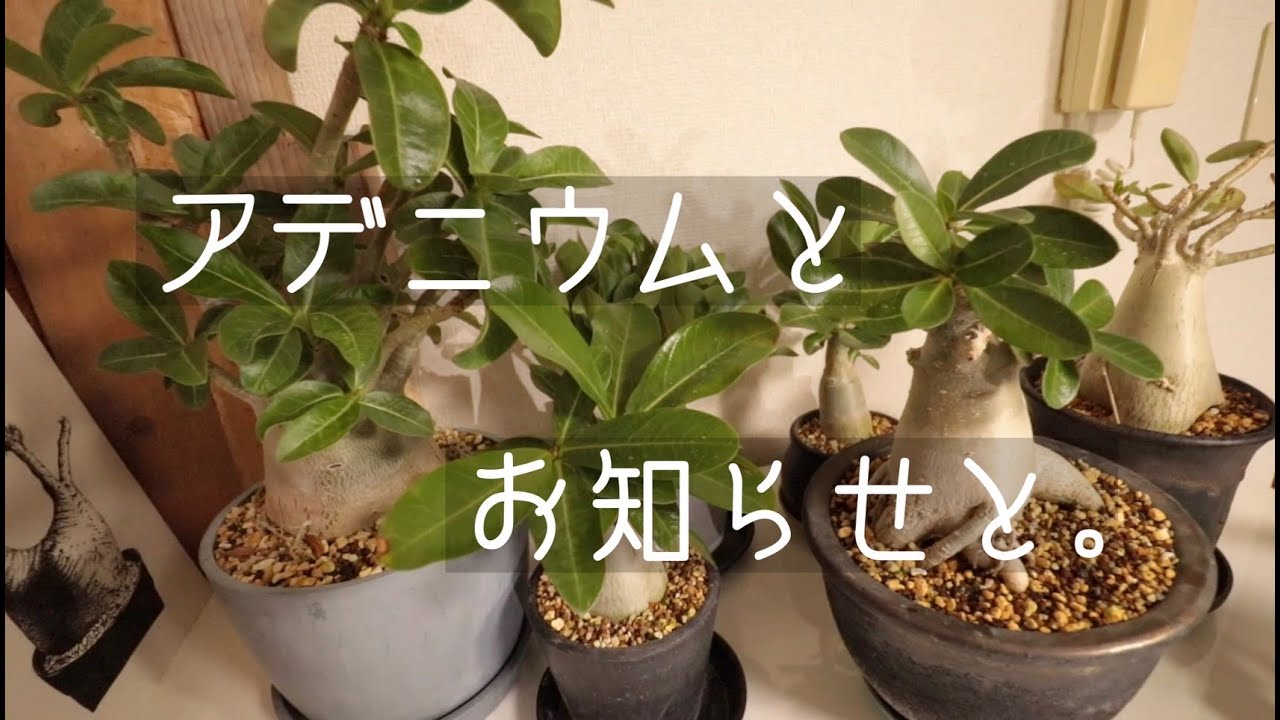 【塊根植物】アデニウムが調子良いので是非一緒に愛でてほしい回。その他お知らせもございます。【アデニウム】