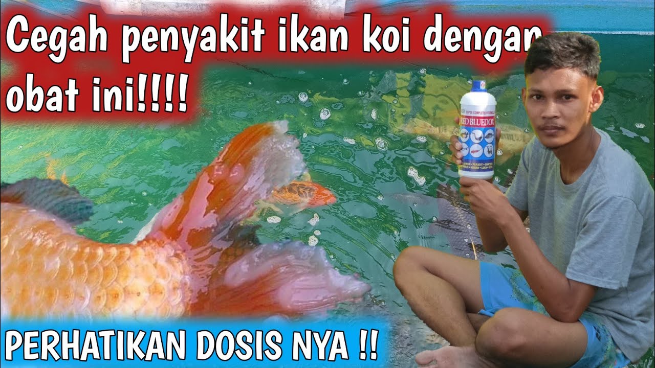 CEGAH MULAI SEKARANG PAKAI OBAT INI | OBAT IKAN KOI
