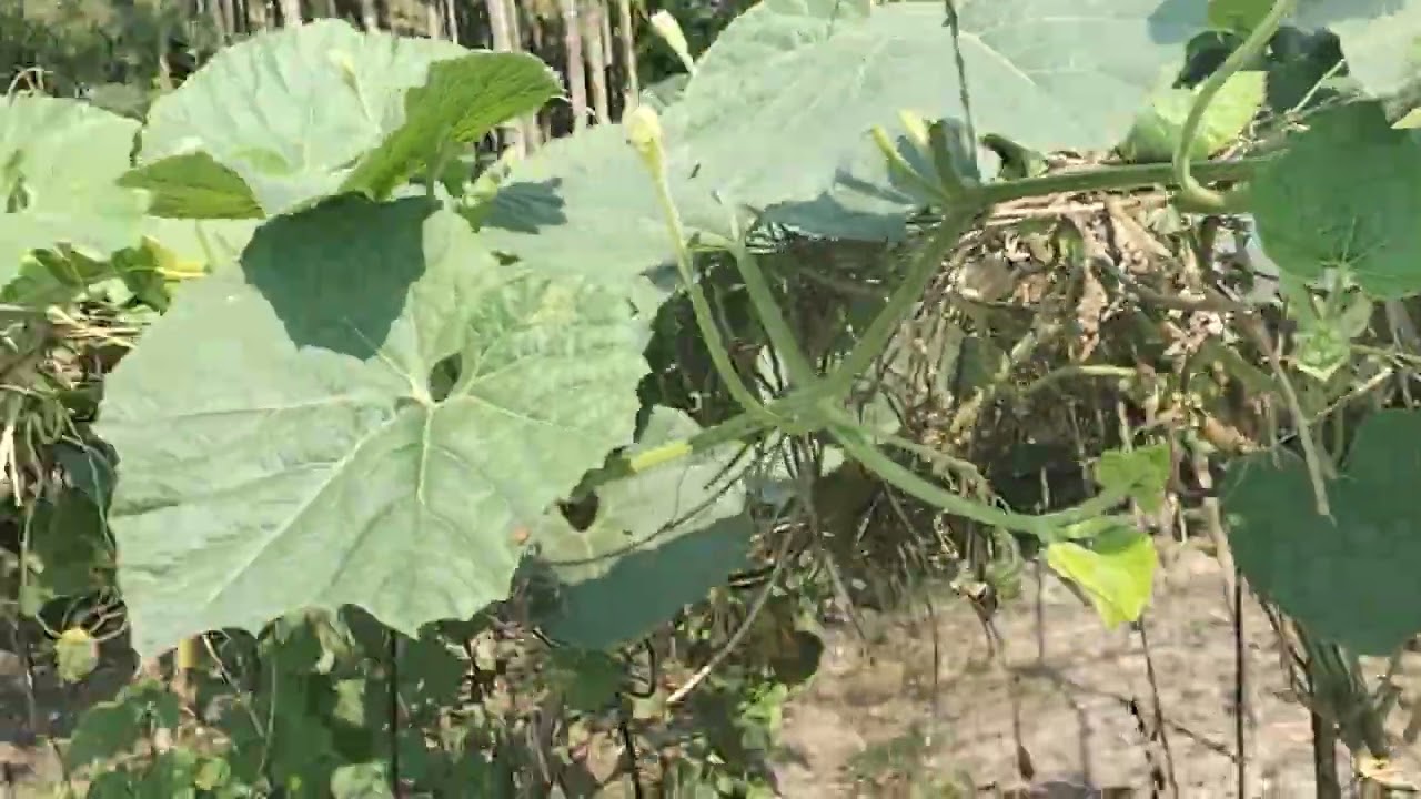 The कद्दू  Farming | Farming #chandukafarming #farming #vegetablefarming #agriculture #farm 
