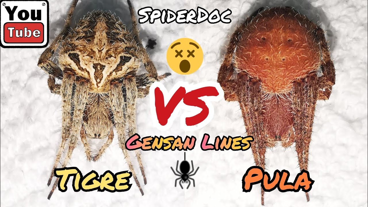 GENSAN SPIDER FIGHT sa Clinic : WHITE TIGER vs RED SPIDER. Grabe ang Katis!