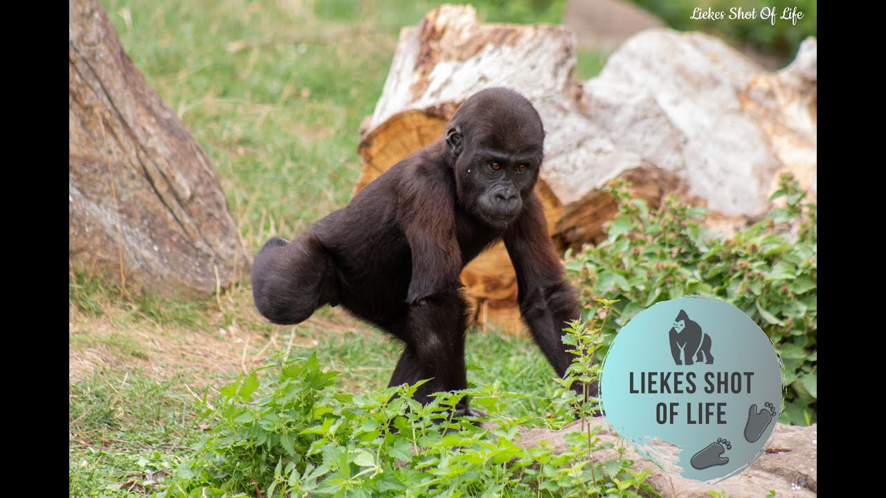 SEEING GORILLA BOBÓTO AFTER 11 MONTHS