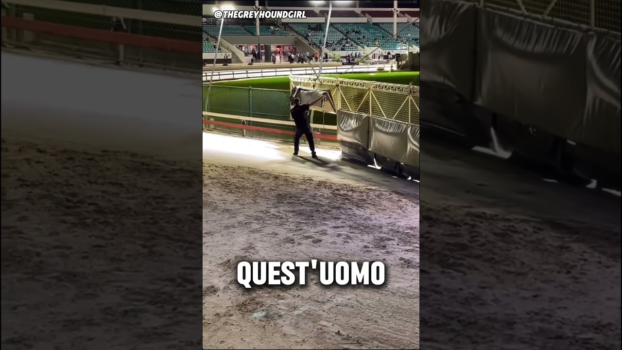 Deve fermare i levrieri a 72 km/h: un compito pazzesco! 🐕🏁