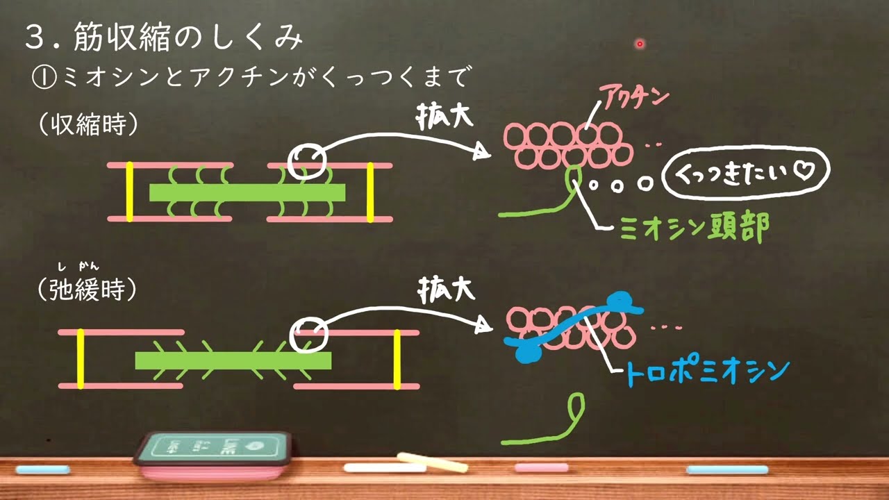 高校生物　64. 筋肉の構造と筋収縮