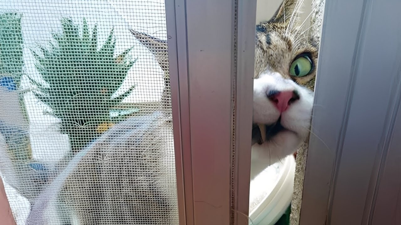 Коты — лучшие комики, которые гарантированно заставят вас смеяться 🤣