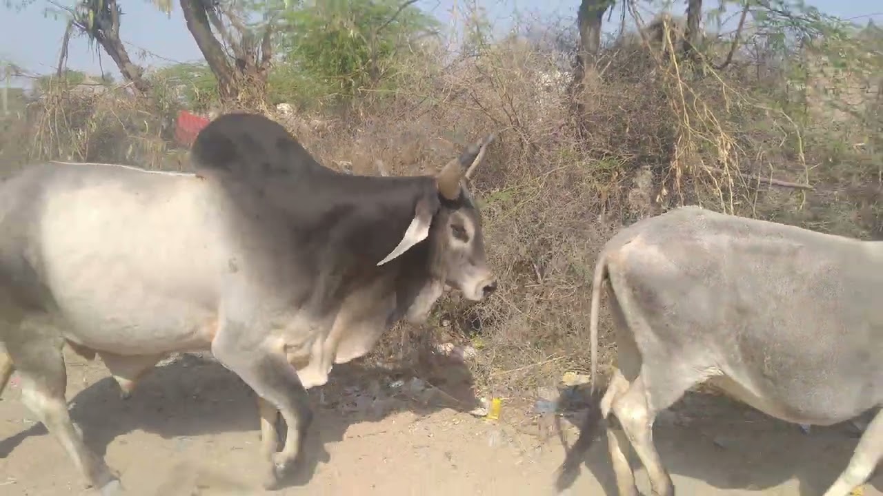 Amazing bull and cows big bell sound 