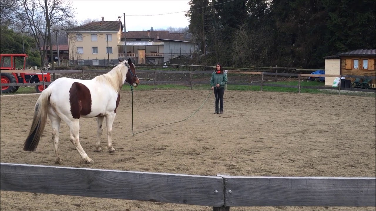 Parelli Audition Jessica & Belen online level 3 passed 3++!!!