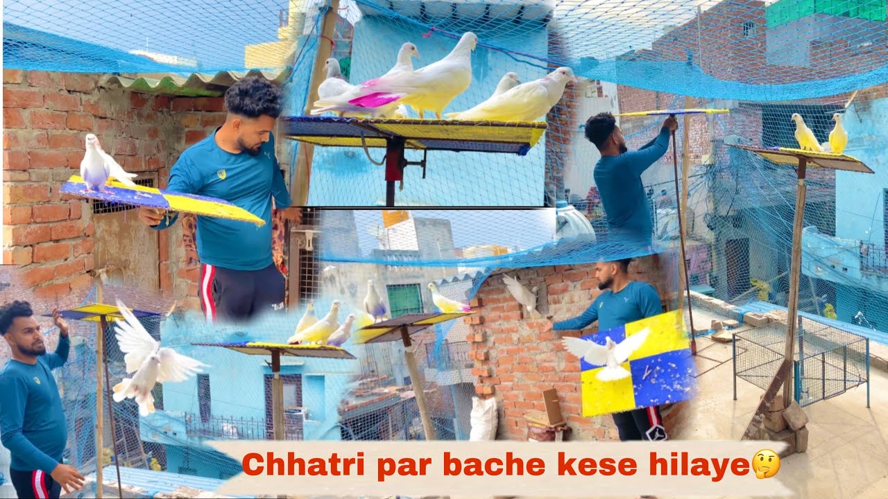 छतरी पर बच्चे कैसे हिलाये 🤔🕊️ Punjabi bache chhatri par kese hilaye 🤔✅ #birds #pigeon #subscribe