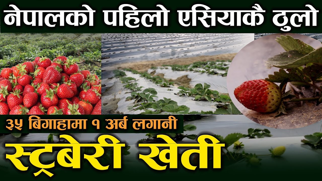 ३५ बिगाहा क्षेत्रफलमा एसियाकै ठुलो स्ट्रबेरी खेती Strawberry Farming in Nepal