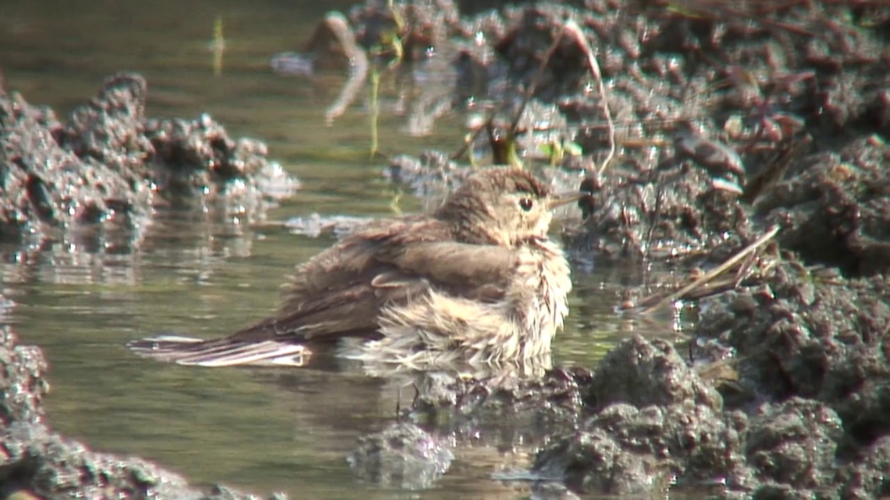 タヒバリ（1）冬鳥（各地） - Water Pipit - Wild Bird - 野鳥 動画図鑑