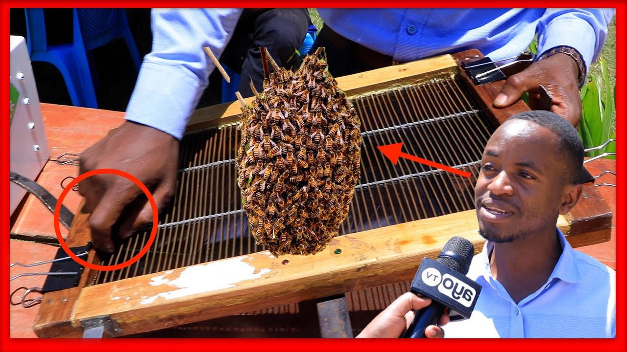 HIZI NDIO FAIDA ZA SUMU YA NYUKI KULIKO ASALI YENYEWE,HUU NDIO MTEGO WAKE "INAUZWA MPAKA LAKI MBILI"