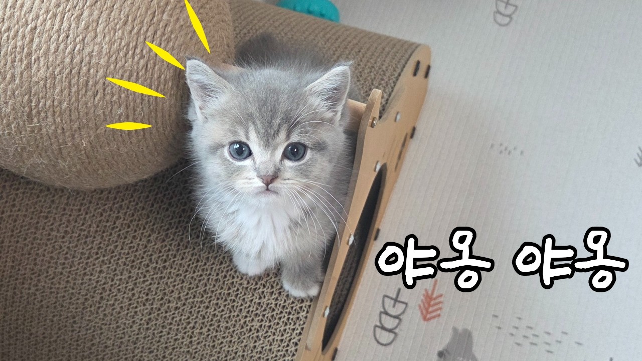 아기 고양이가 우리집에 오면..??
