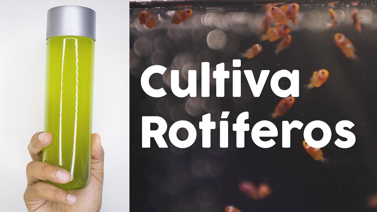 ¿Cómo cultivar Rotiferos? - Excelente alimento para corales y peces | AcuaTV