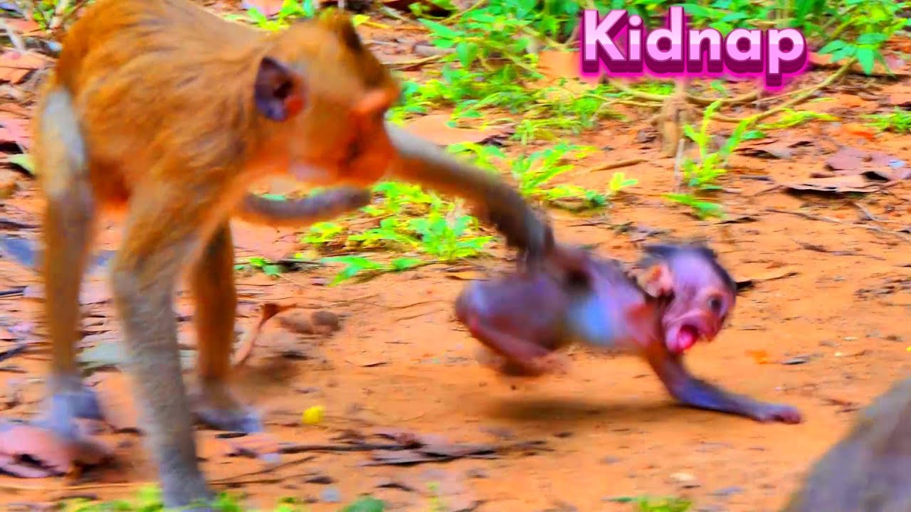 Really Ter_rible Kidnap Poor Baby During Mom Left Alone...!