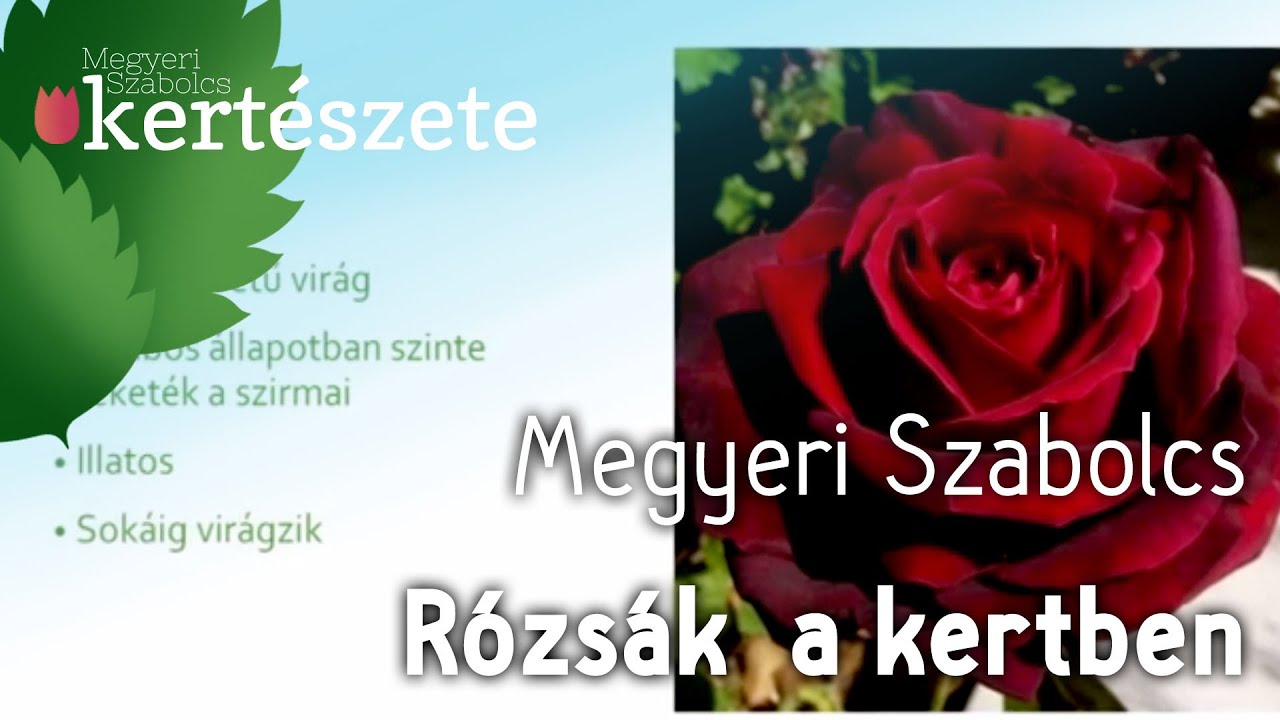 Rózsák a kertben - Rózsakertészet - Kertészeti előadás - Megyeri Szabolcs kertészmérnök