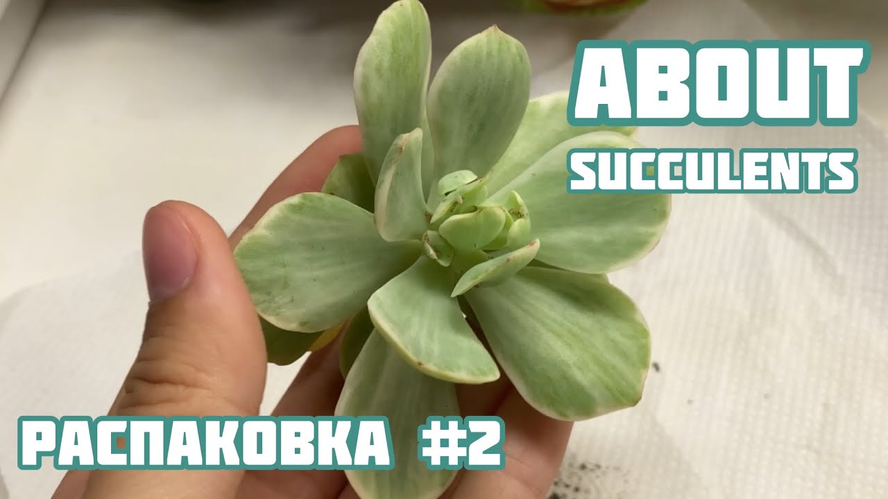 Распаковка #2 Как обрабатывать суккуленты после покупки