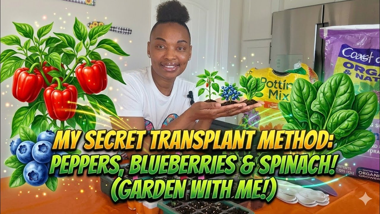 How to Transplant Peppers, Blueberries, and Spinach Successfully! | Garden With Me 🌱💚