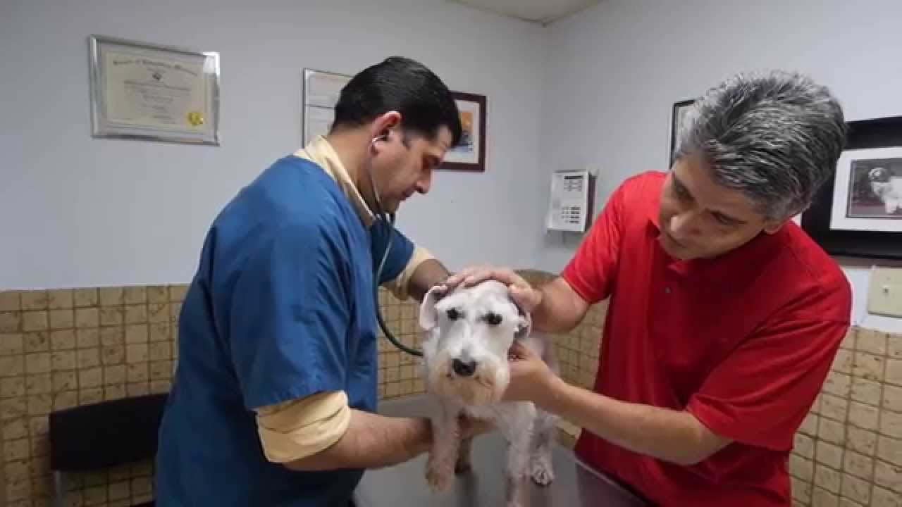Welcome to Wellswood Midtown Animal Hospital