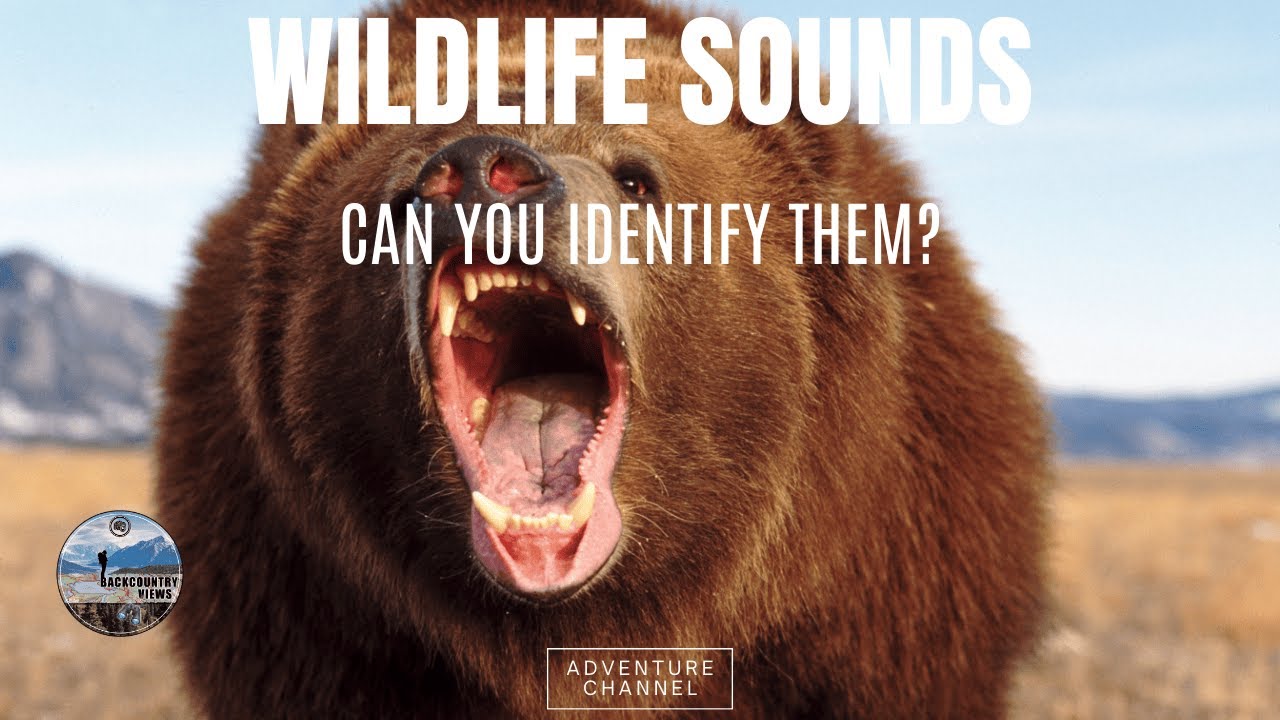 Can You Identify These Wildlife Calls Before Seeing Them?