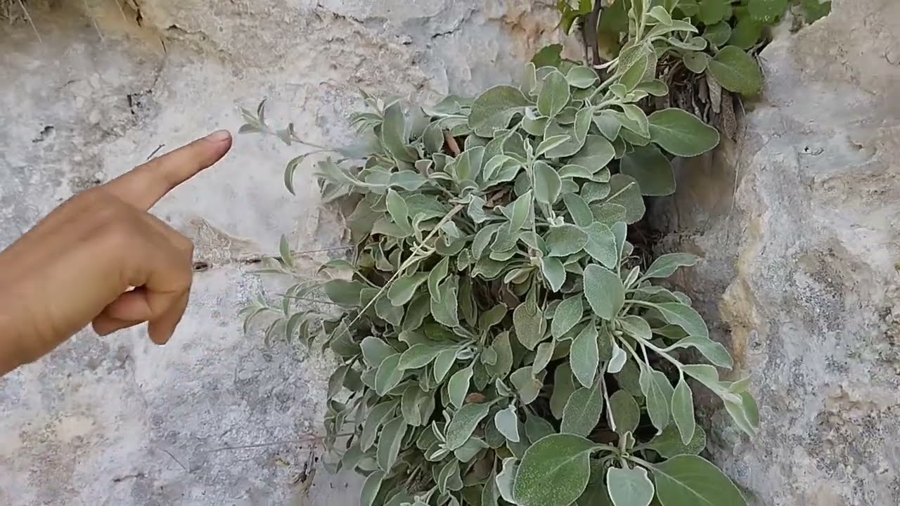 Yaban sarımsağı ve yabani kişniş otu / Yenilebilir yabani otlar