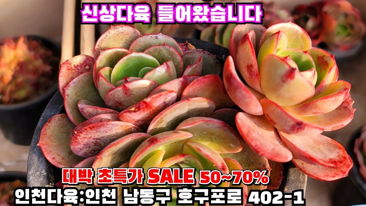[인천다육]❤️대박 초특가 SALE 50~70%💥 묵둥이 군생 시세 반가격이하 할인판매 🏡인천 남동구 호구포로 402-1 ☎️ 010-5316-7402 