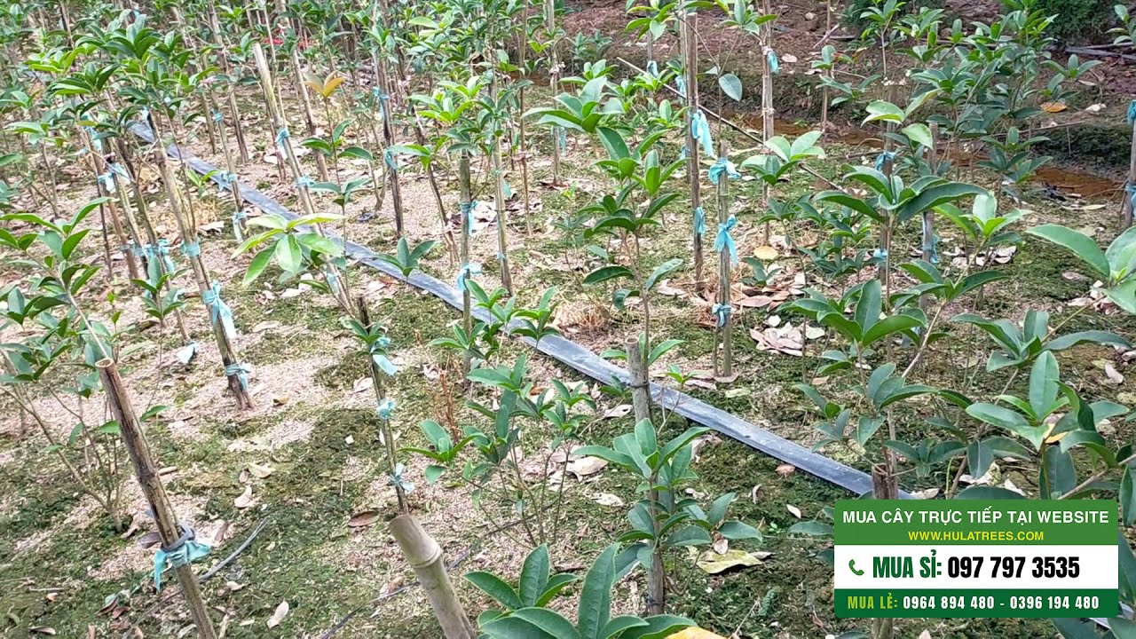 Trồng cây gì cho hiệu quả kinh tế cao trong 2-5 năm tới