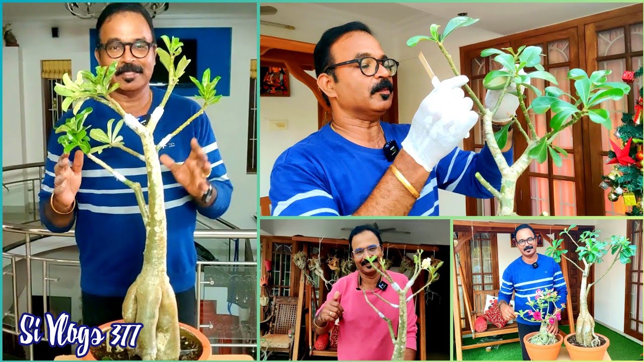 7 - in - 1 multicolour grafting in  adenium  // 7 നിറങ്ങൾ ഒരു അഡീനിയത്തിൽ ഗ്രാഫ്റ്റ് ചെയ്തപ്പോൾ...