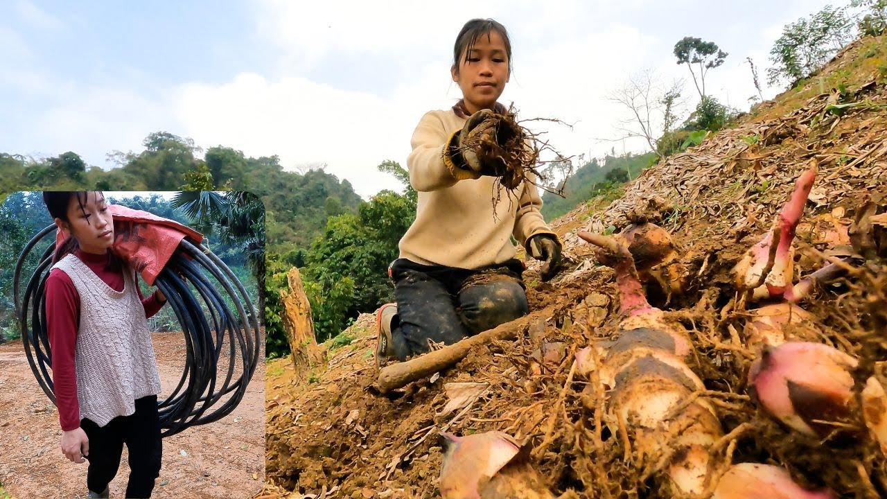 Thao began digging up cassava roots and bringing clean water back to the hut.