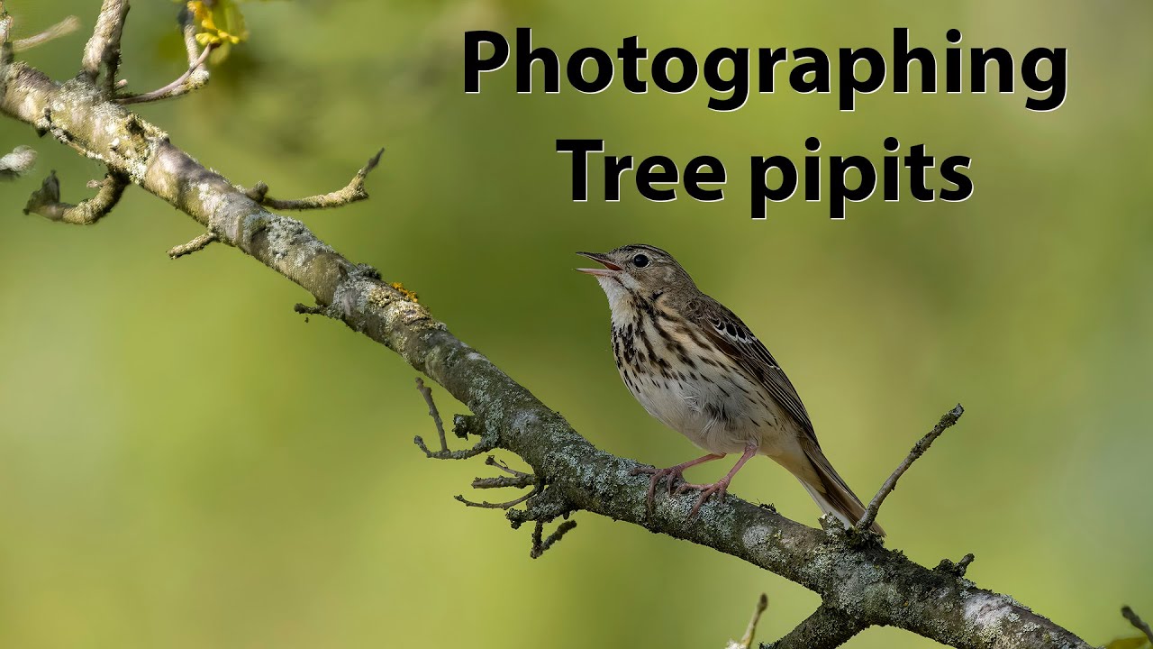 Tree pipit photography with the OM-1 and 150-400mm lens