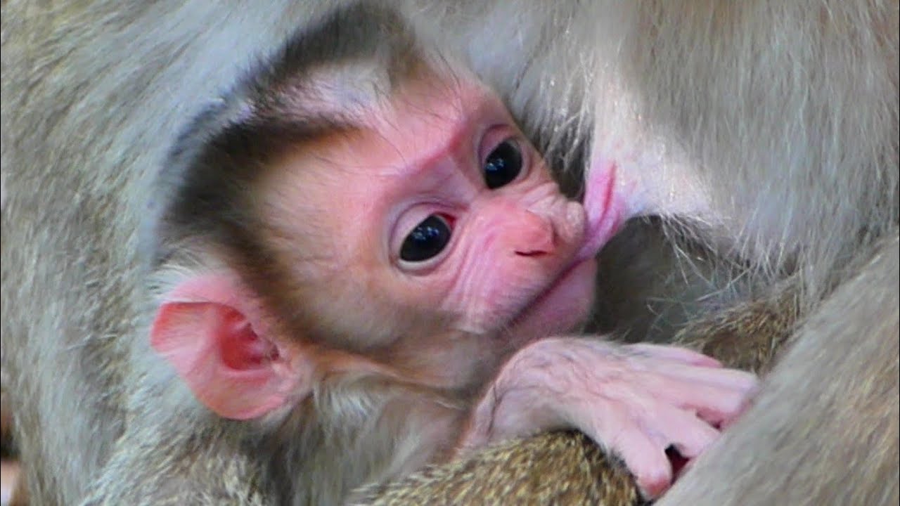 So Lovely Newly Baby Of Sovanna Group Animals 