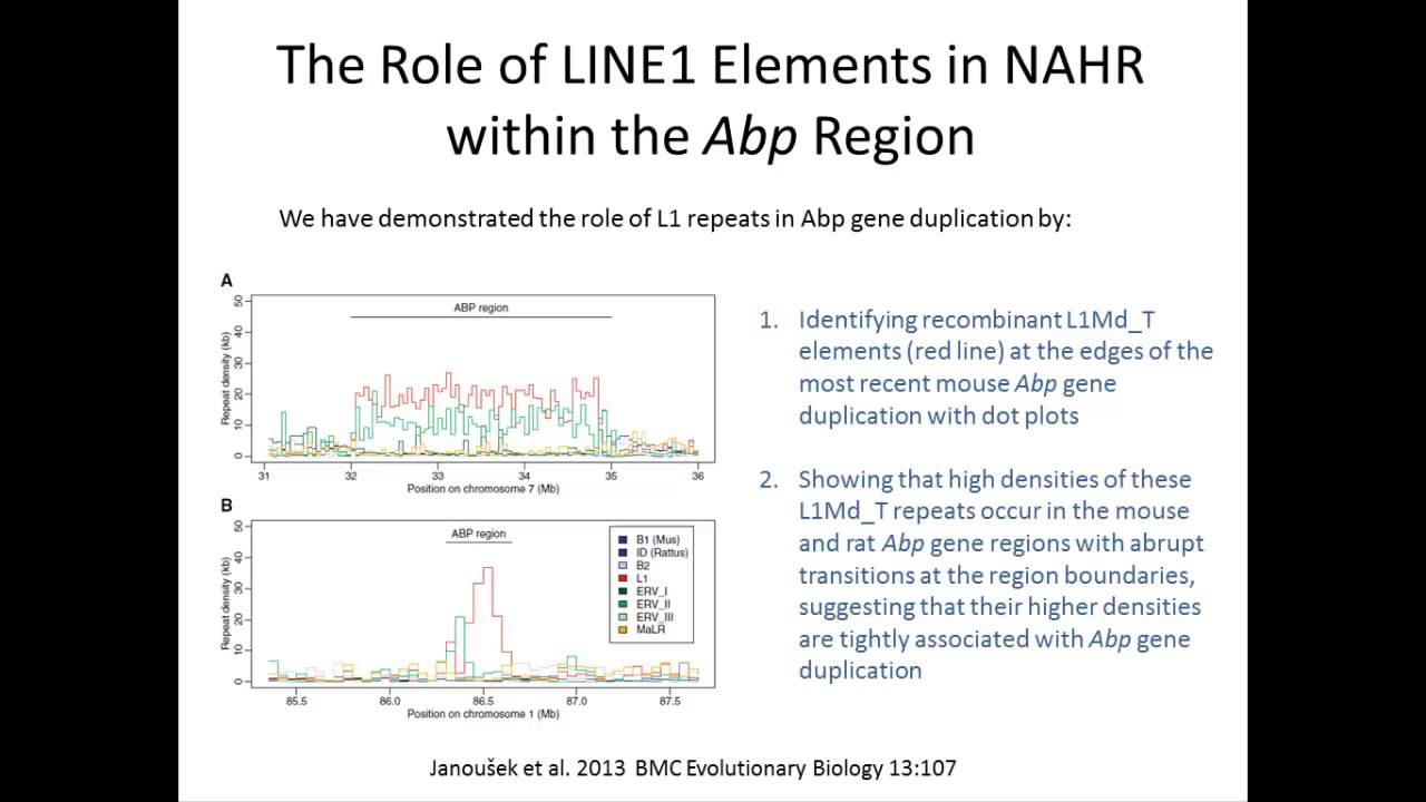 The role of NAHR in Abp gene duplication by Robert Karn